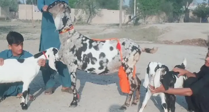 Beetal Cross Goat with 3 Kids – 2 Liters Daily Milk/ 03242703900 — photo 5