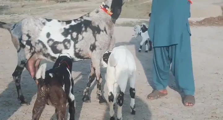 Beetal Cross Goat with 3 Kids – 2 Liters Daily Milk/ 03242703900 — photo 6