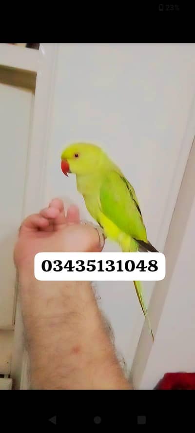 Green ringneck parrot Handtame