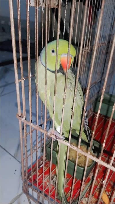 parrot