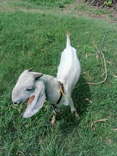 bakra