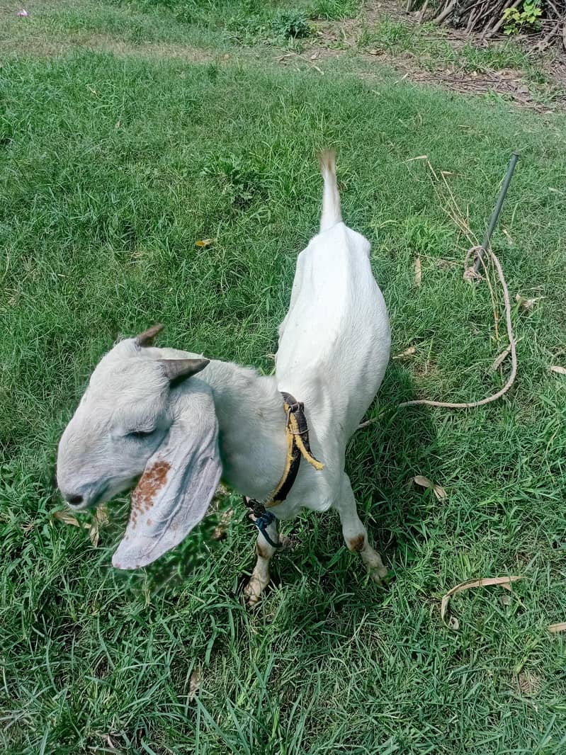 bakra 0