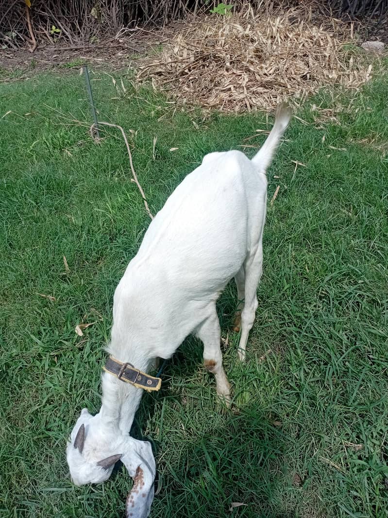 bakra 1