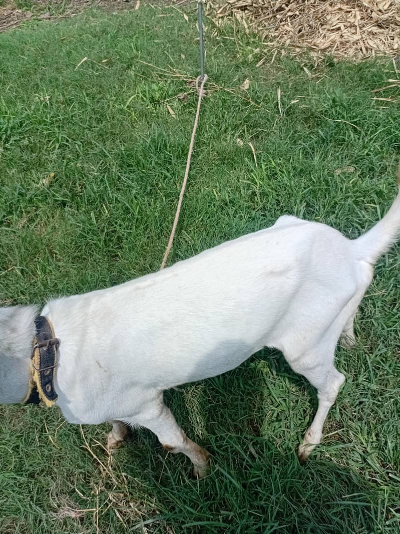 bakra 3