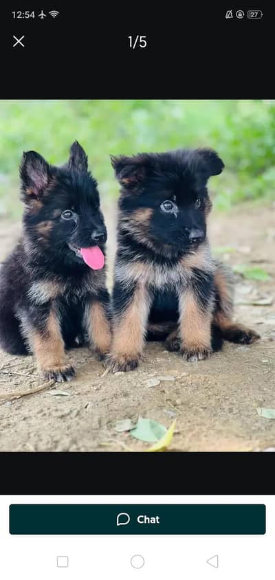 German Shepherd Puppies | Male. Female | Single 8k Pair 15k |