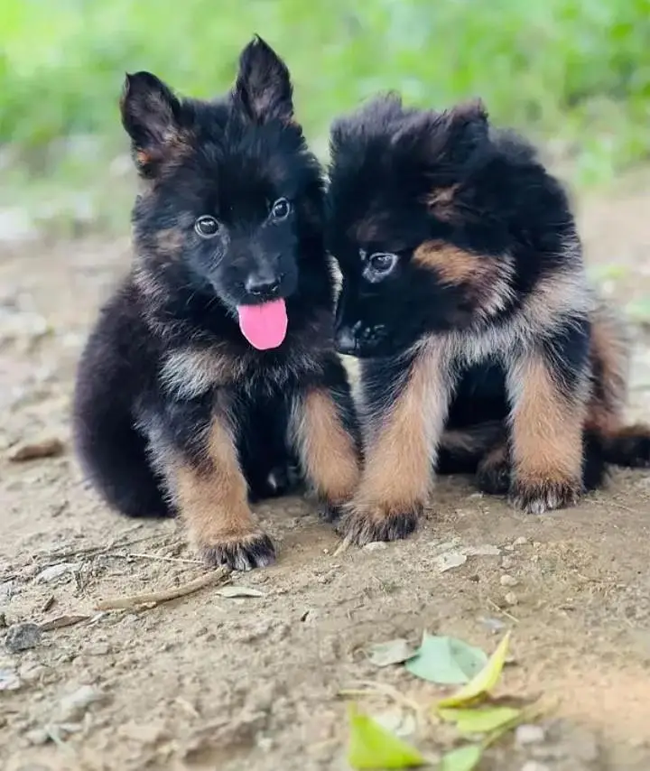 German Shepherd Puppies | Male. Female | Single 8k Pair 15k | — photo 2