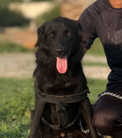 9 months full active
