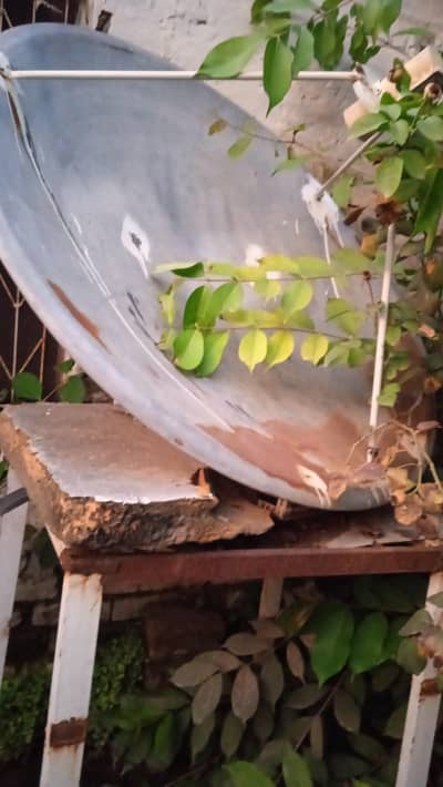 Dish for sale