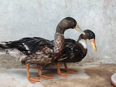 healthy and active pair for sale