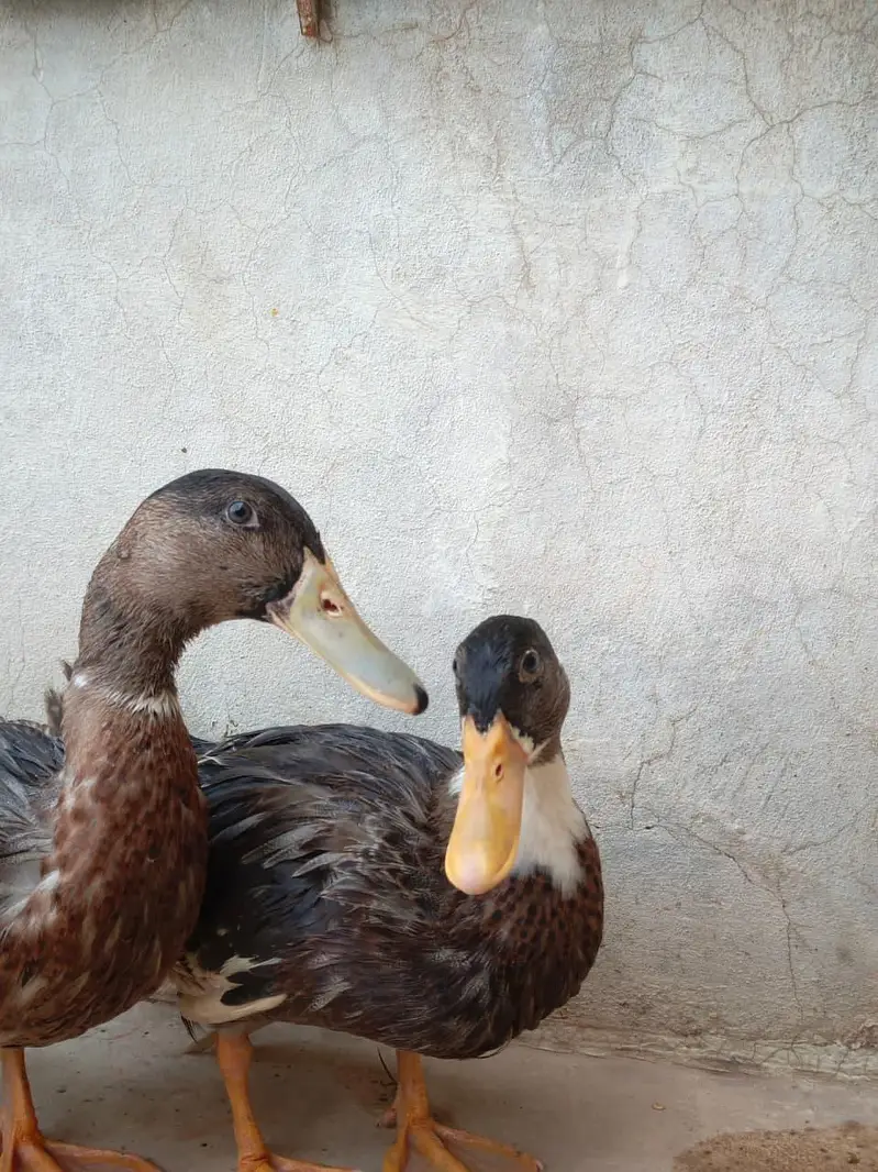 healthy and active pair for sale — photo 2