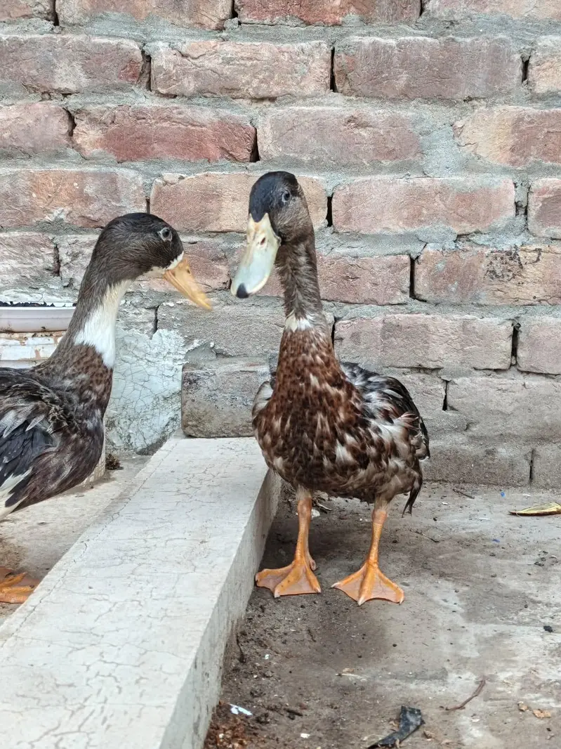 healthy and active pair for sale — photo 4