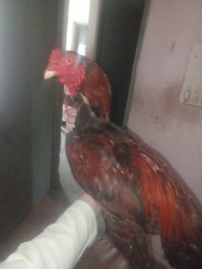 aseel murga for sale
