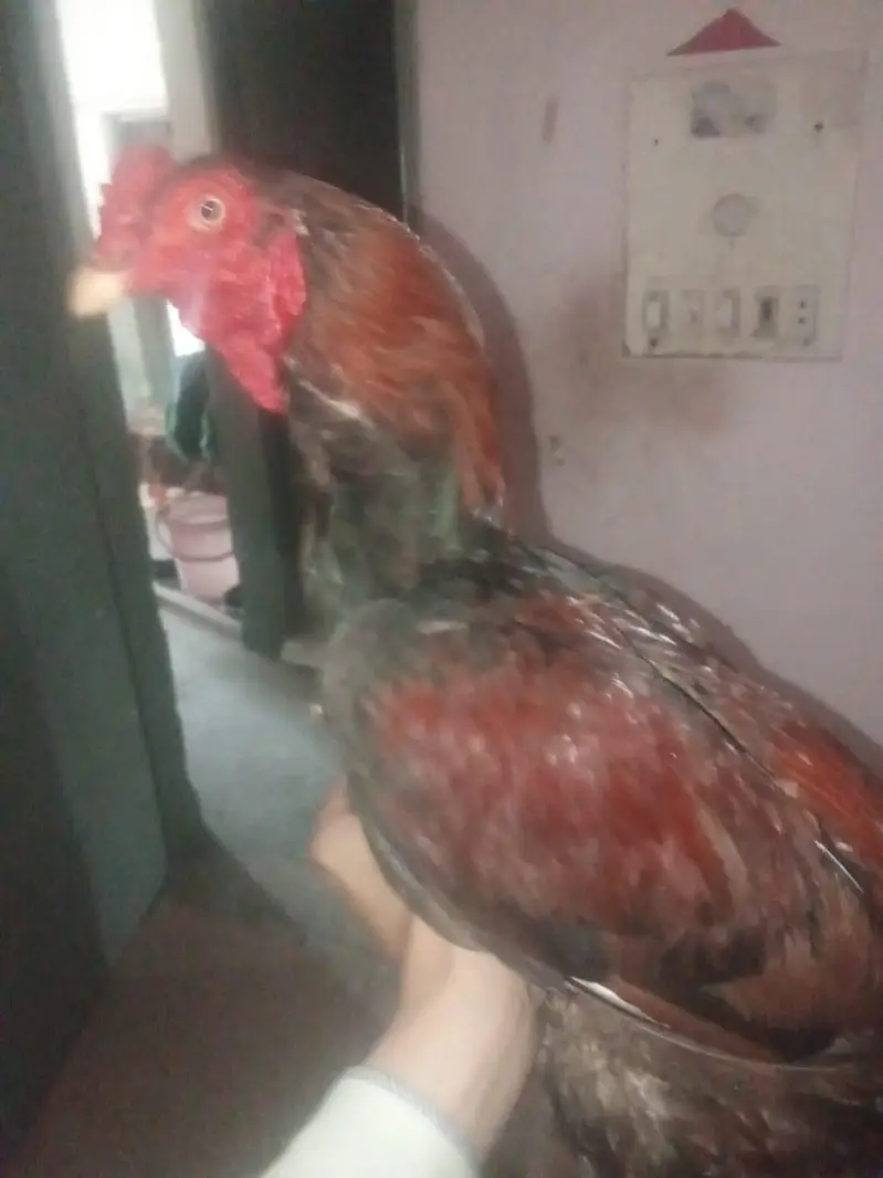 aseel murga for sale — photo 2