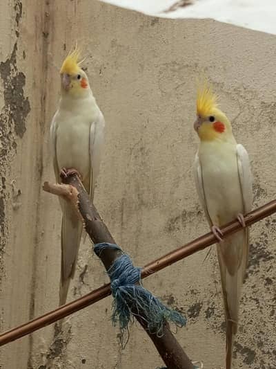 breeding pair of cocktail
