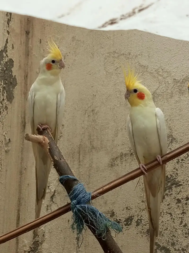 breeding pair of cocktail — photo 2