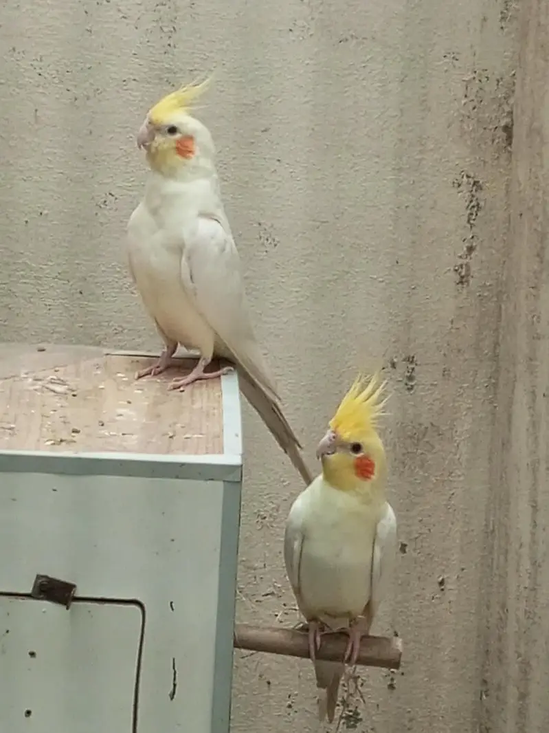 breeding pair of cocktail — photo 3