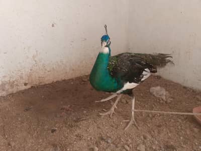 Male peacock breeder