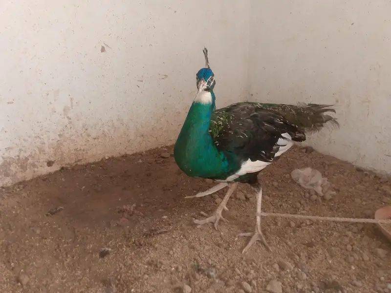 Male peacock breeder