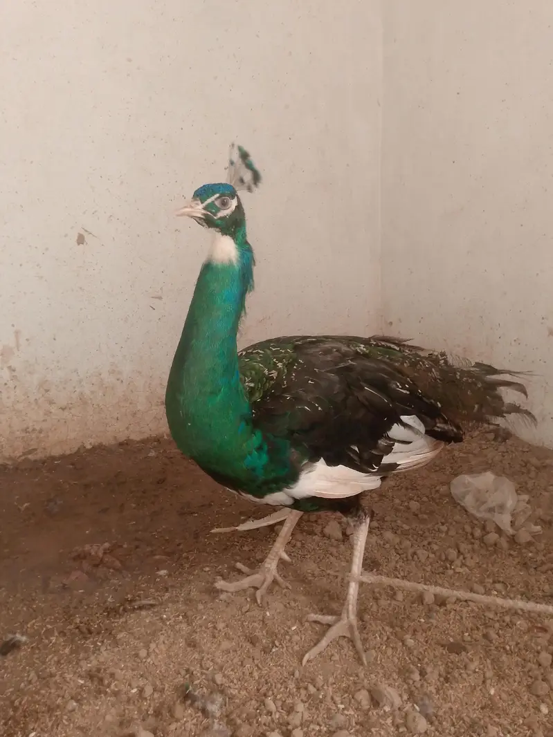 Male peacock breeder — photo 2