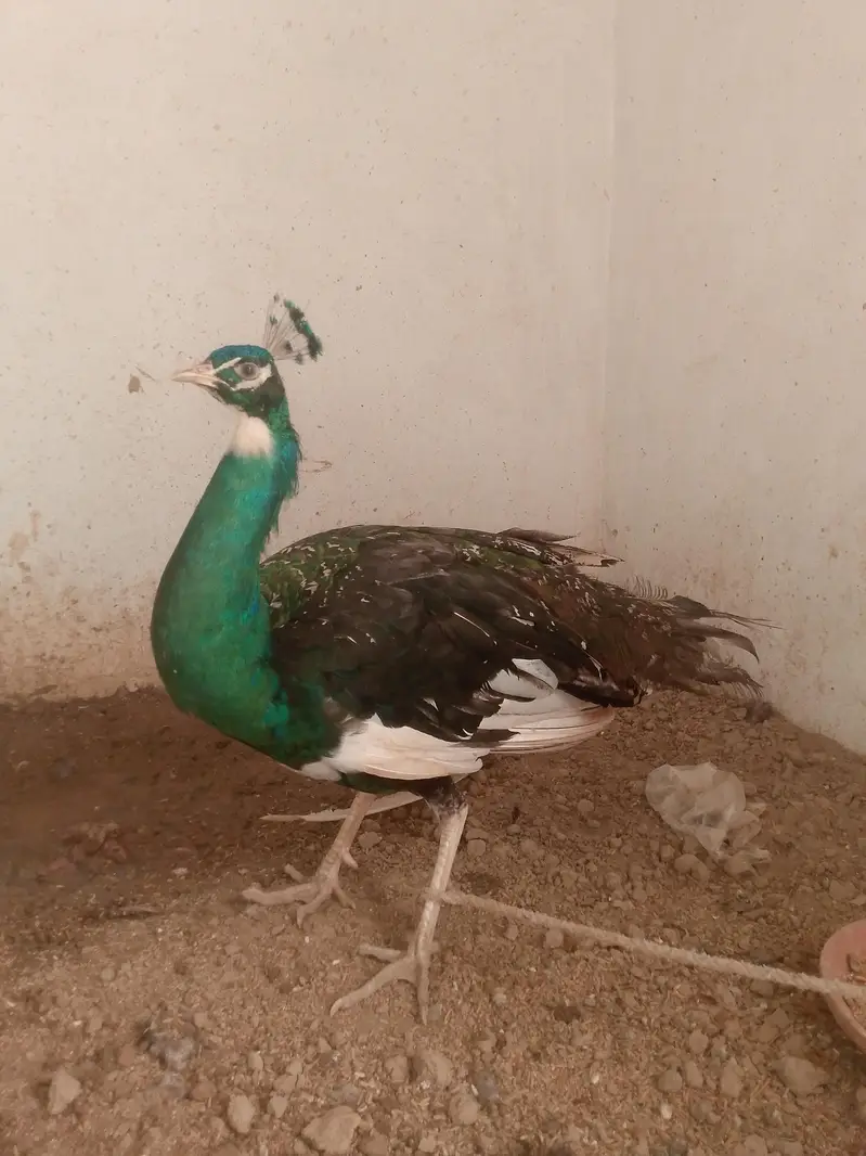 Male peacock breeder — photo 3