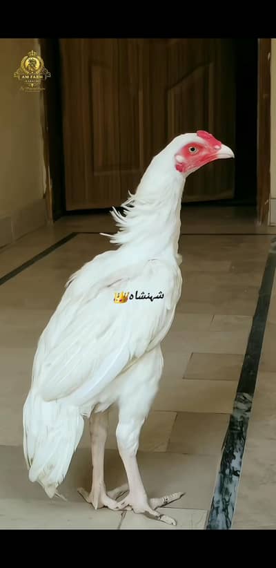 Aseel Heera 03100024337