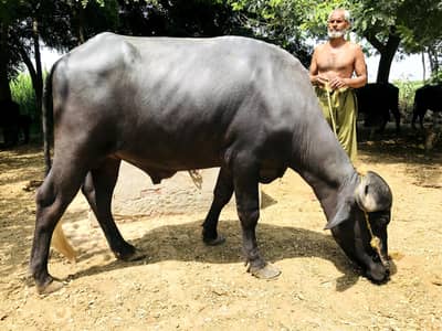 bull 