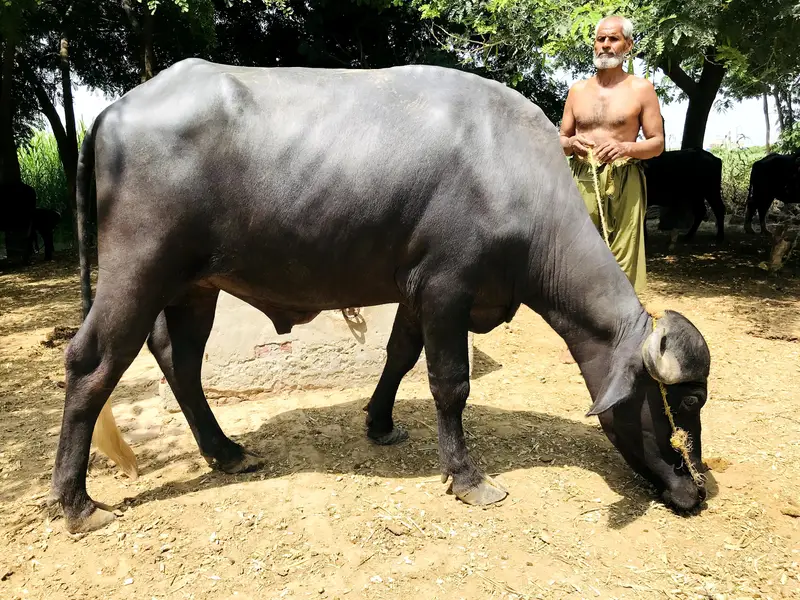bull 