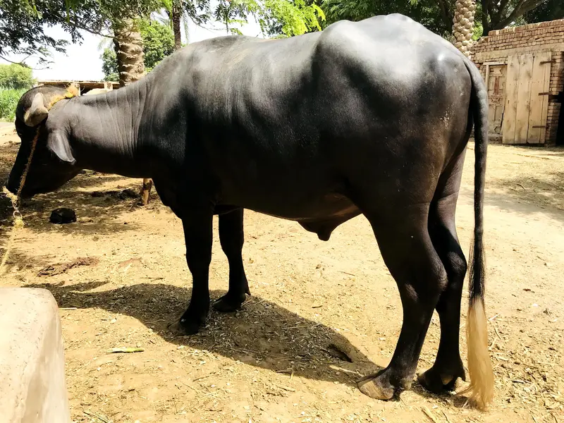 bull  — photo 2