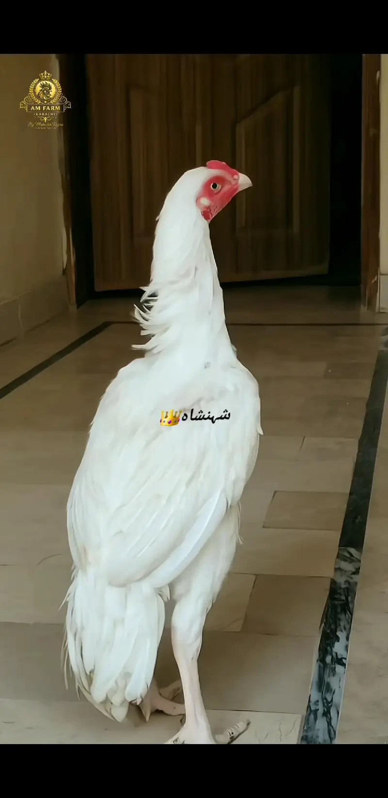 Aseel Heera 03100024337 — photo 3