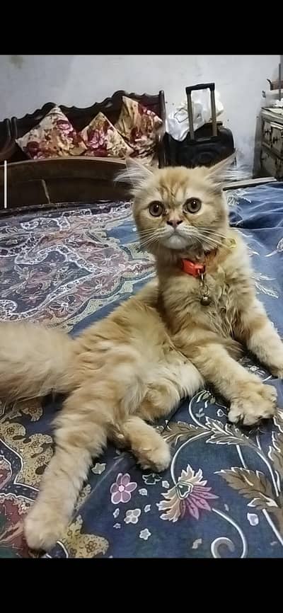 Persian punch face cat