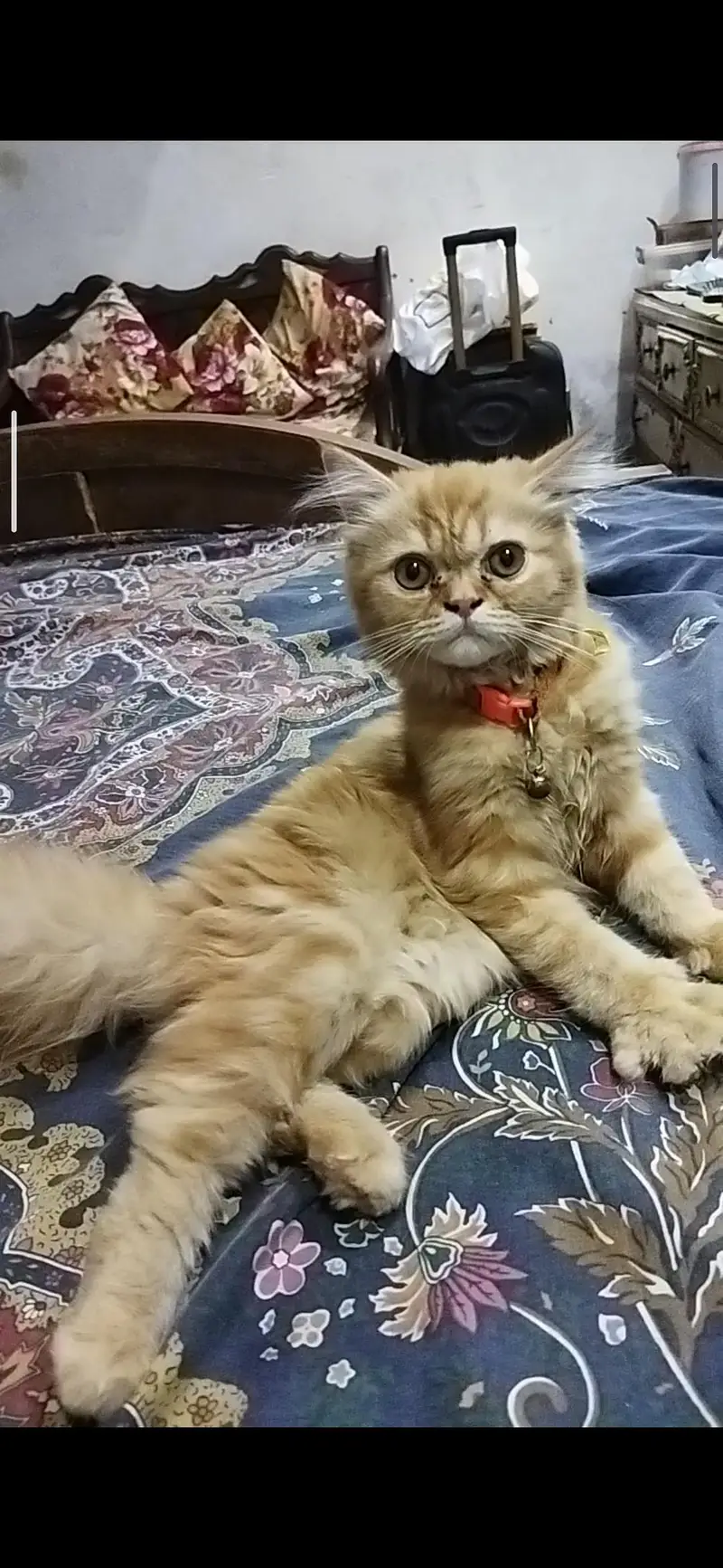 Persian punch face cat — photo 2