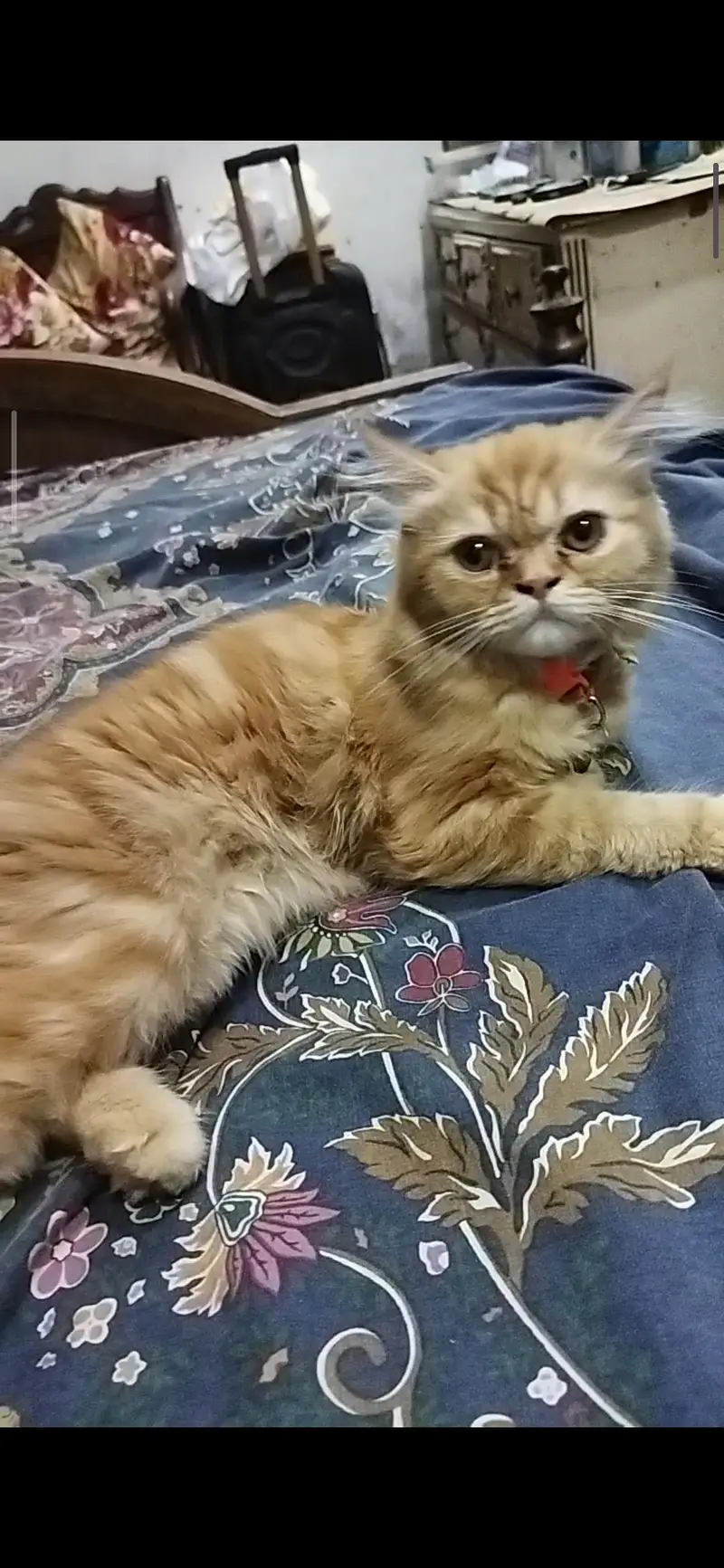 Persian punch face cat — photo 3