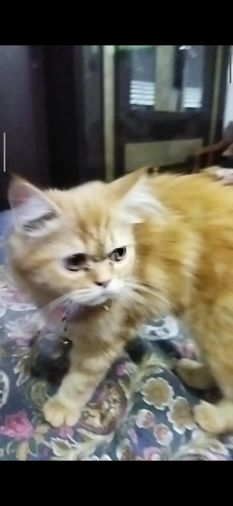 Persian punch face cat — photo 4