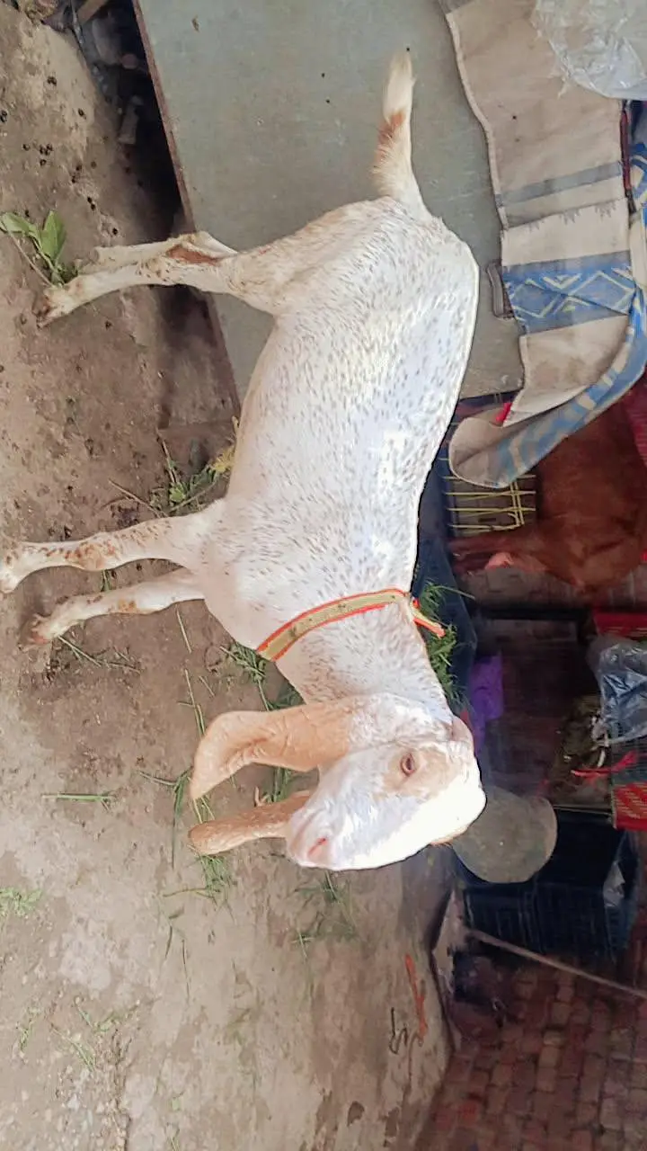 all setup for sale bilkul low price ma jaldi rabta Karen fazol time — photo 8