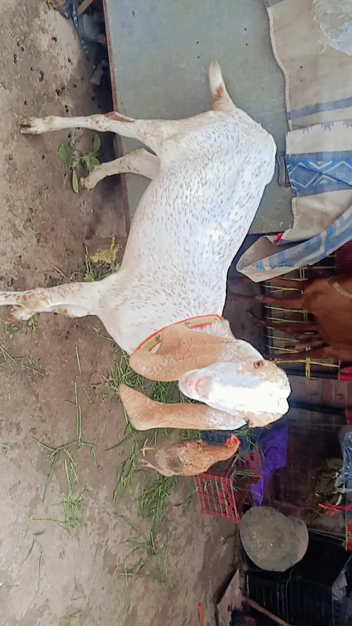 all setup for sale bilkul low price ma jaldi rabta Karen fazol time — photo 10