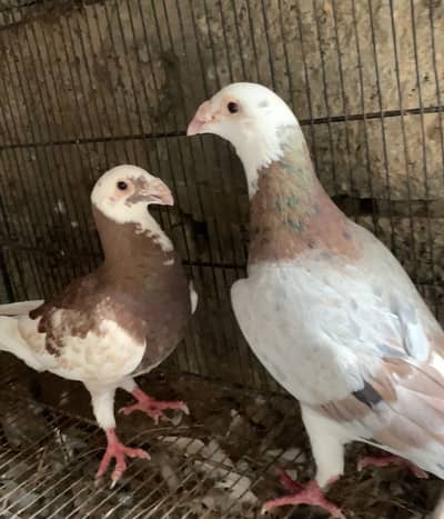 Huge size Down face pair with 2 chicks