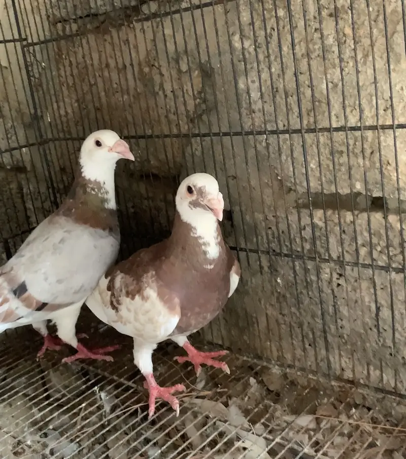 Huge size Down face pair with 2 chicks — photo 2