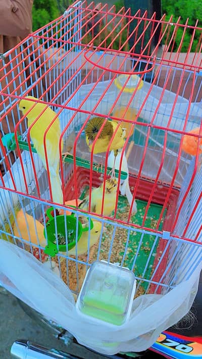 canary finch 2 pair