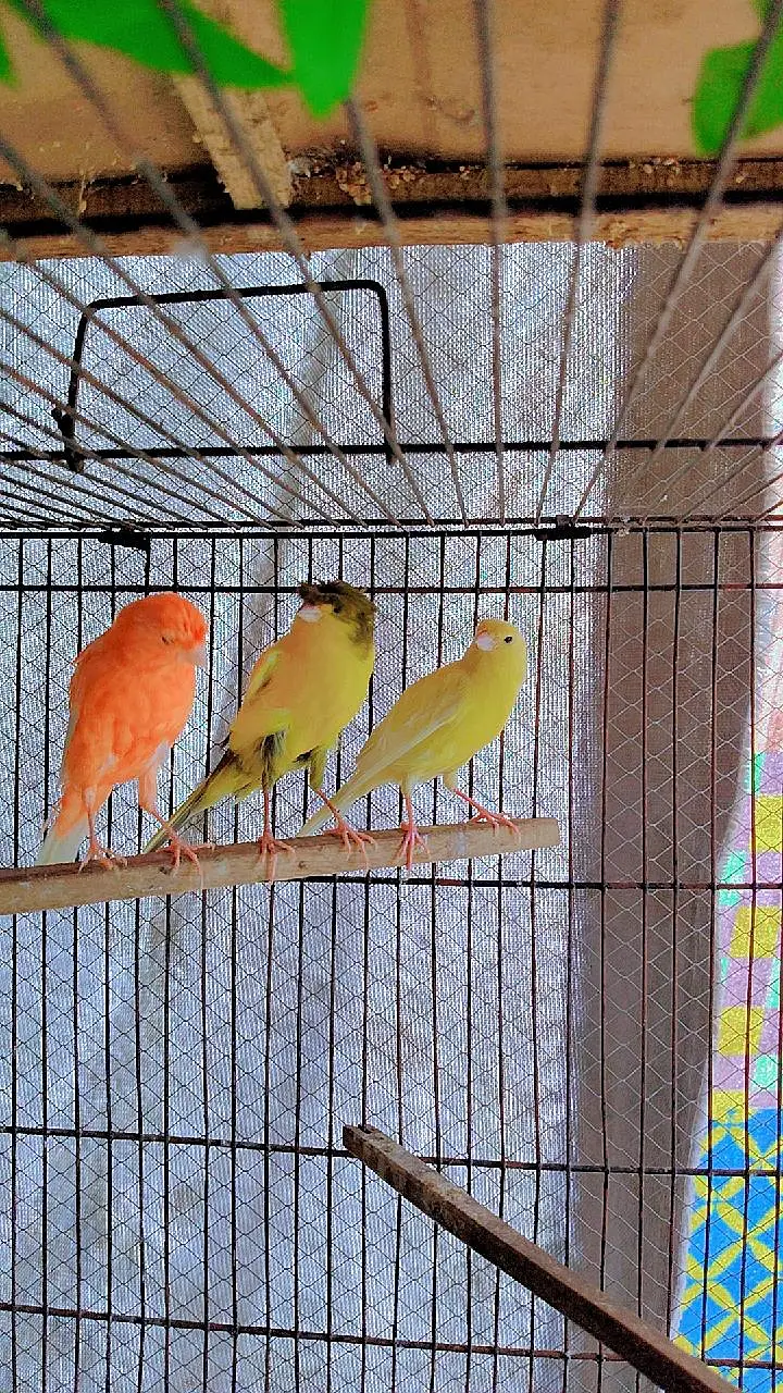 canary finch 2 pair — photo 2