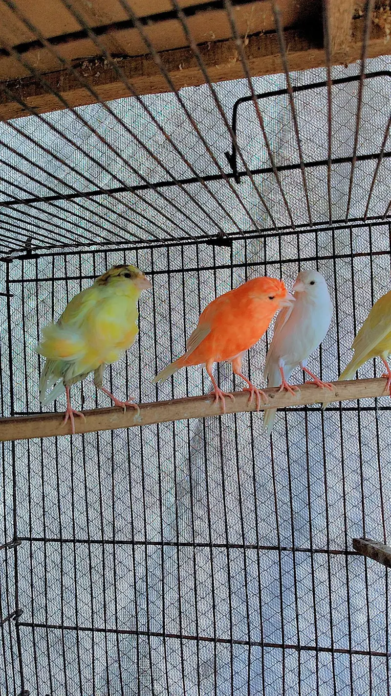 canary finch 2 pair — photo 3