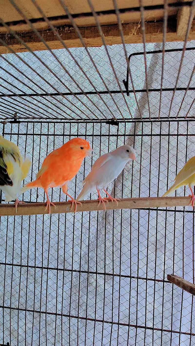 canary finch 2 pair — photo 4
