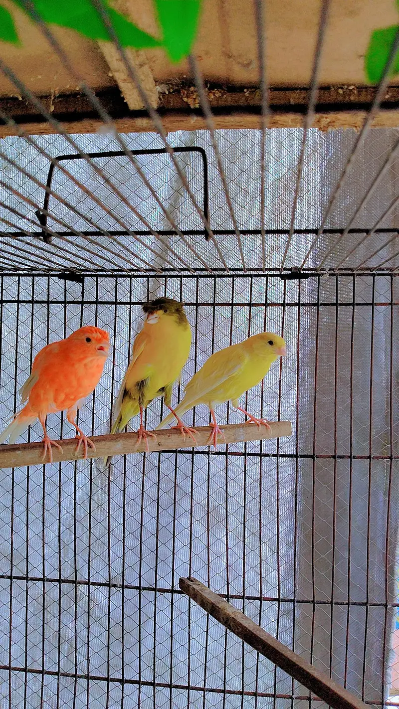 canary finch 2 pair — photo 5