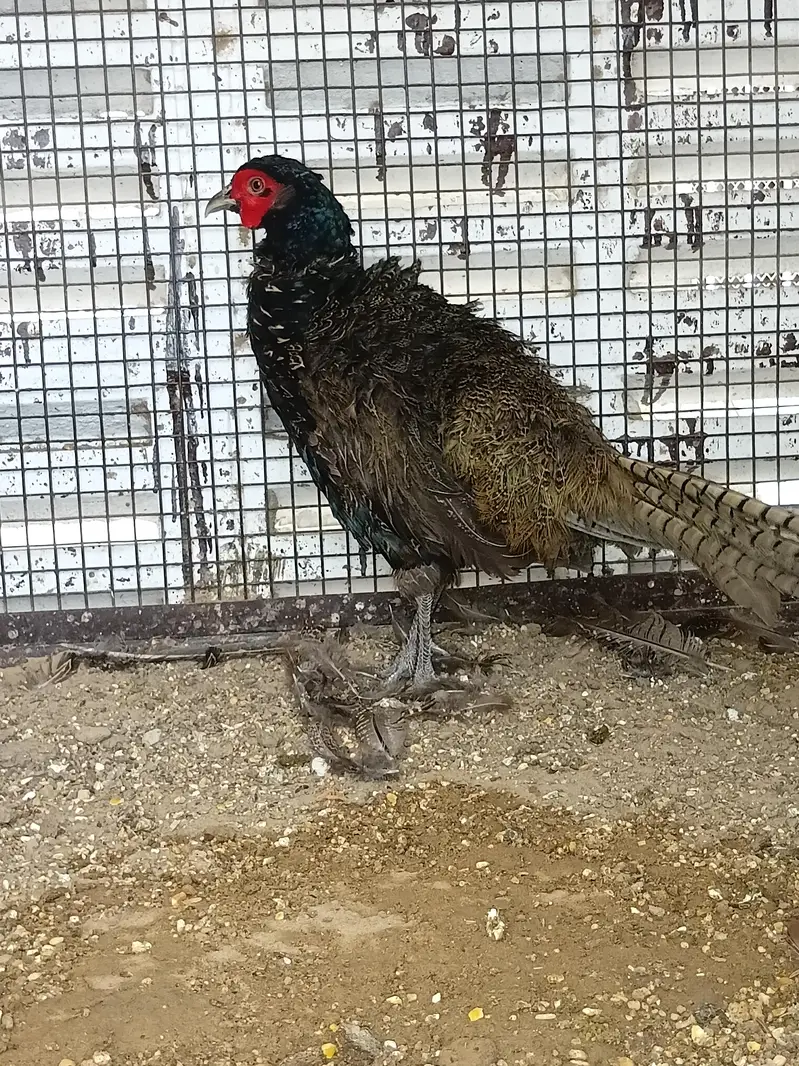 single male — photo 2