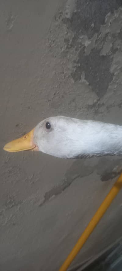 white ducks