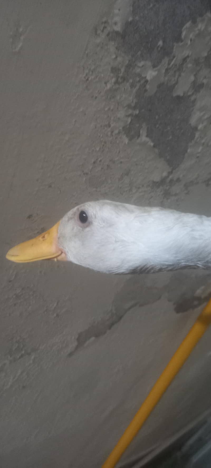 white ducks 0