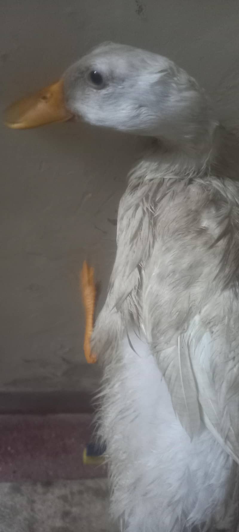 white ducks 1