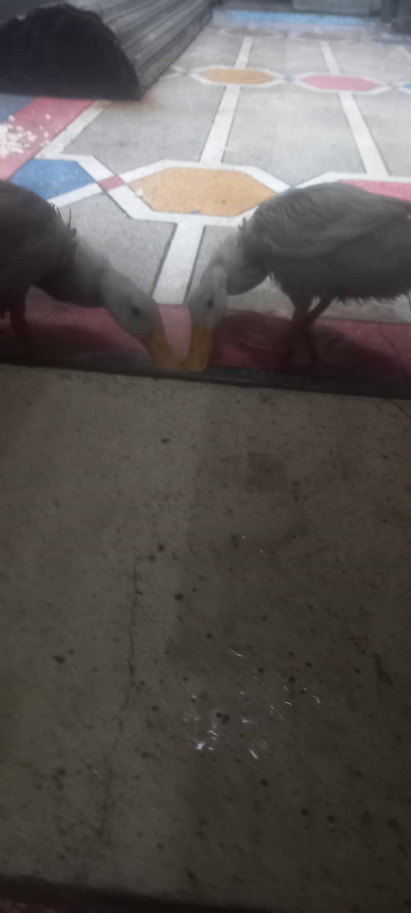 white ducks 2