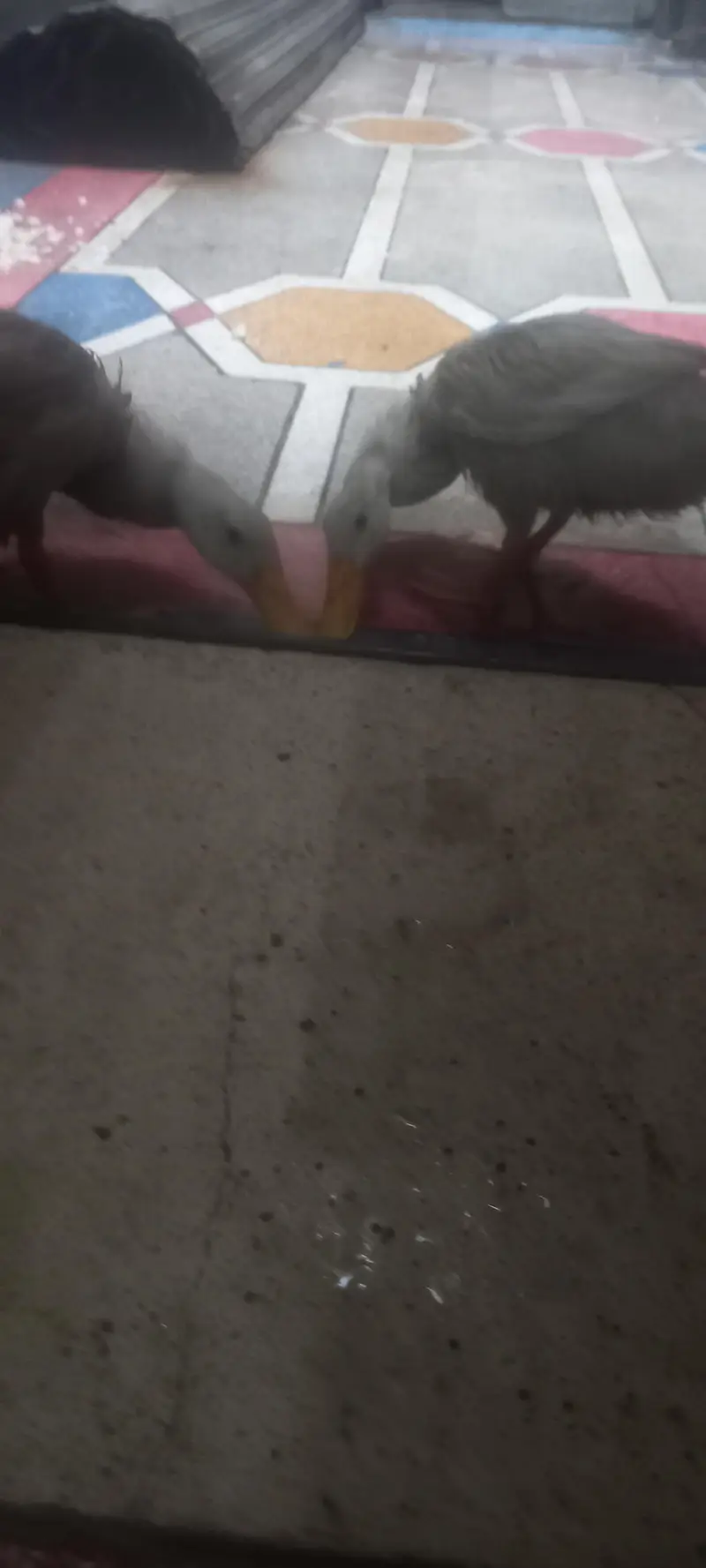 white ducks — photo 3