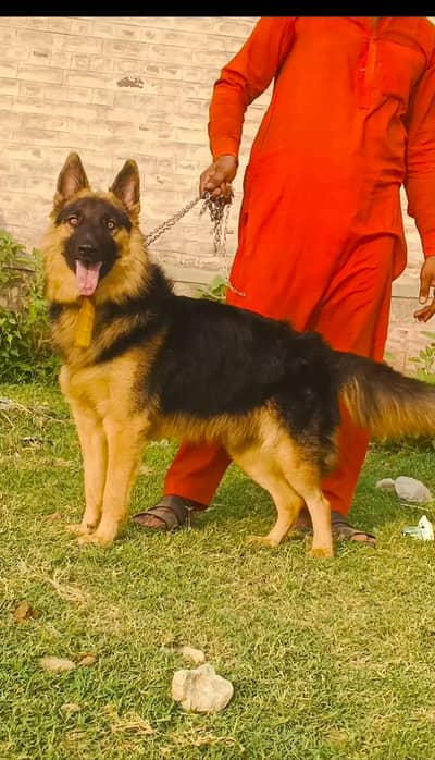 German Shepherd male long coated for sale
