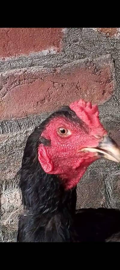 Aseel Thai cross Male for sale |